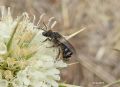 Lasioglossum leucozonium